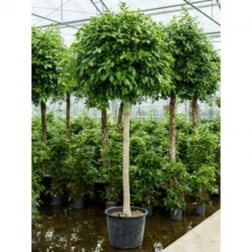 Ficus 'nitida' 330-340cm art42312