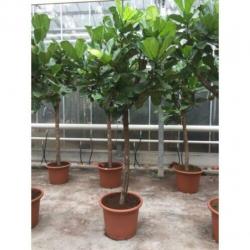 Ficus Lyrata - Vioolplant 390-400cm art25380
