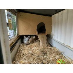 Gezocht, een nieuw plekje voor 2 konijnen (2,5 jr) met hok.