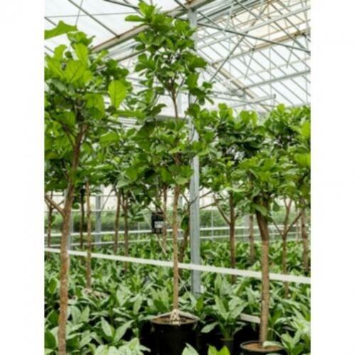 Ficus Lyrata - Vioolplant 390-400cm art25380