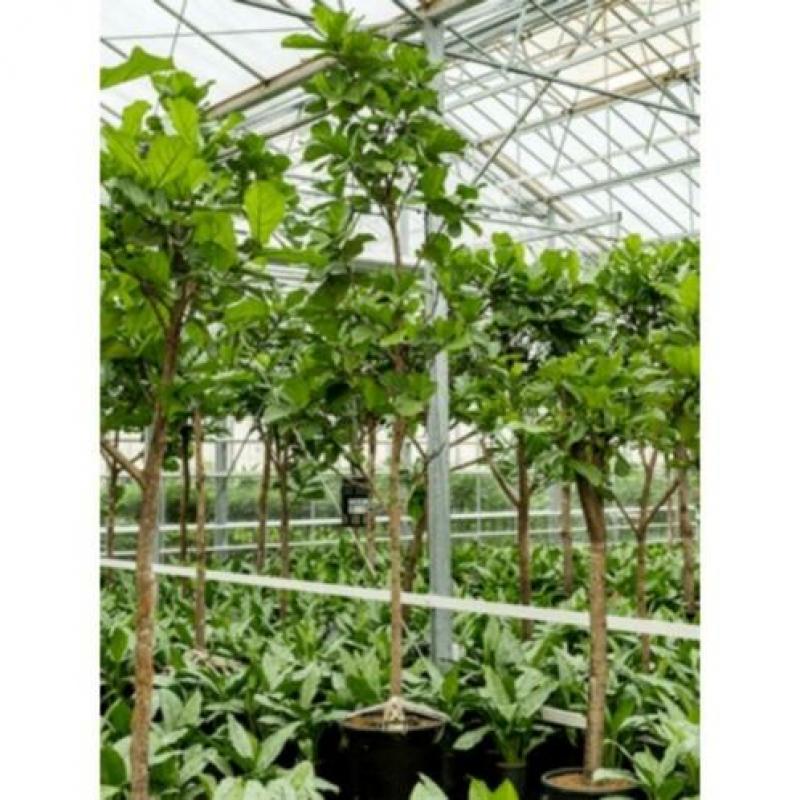 Ficus Lyrata - Vioolplant 390-400cm art25380