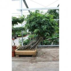 Ficus Maclellandii 'alii' - Jungle Boom 565-575cm art26826