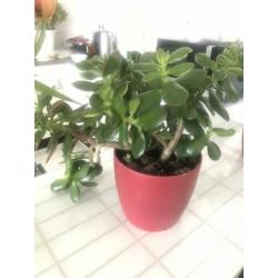 Vetplanten