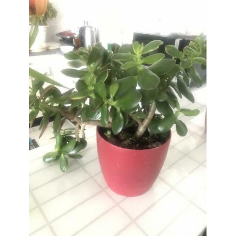 Vetplanten