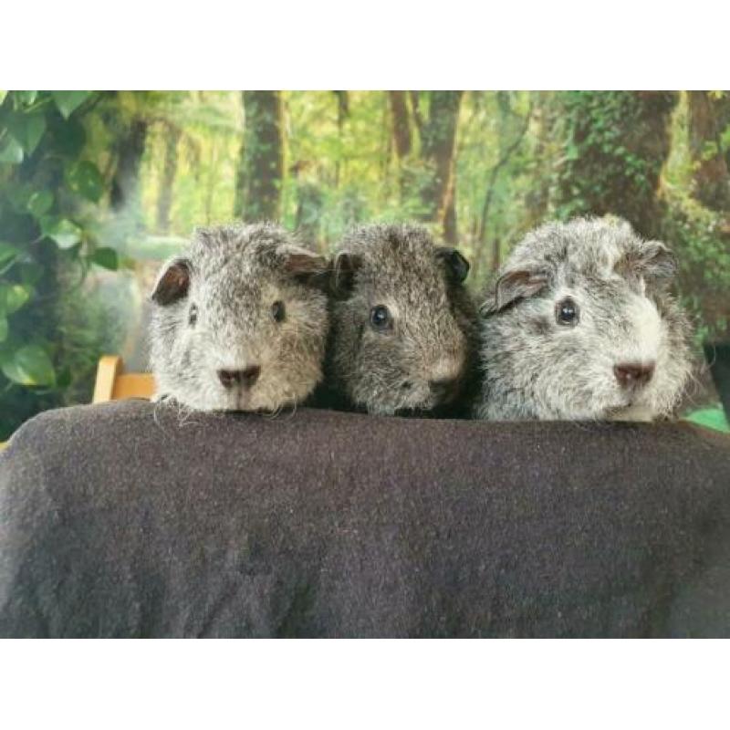 ras zuivere REX cavia zilver/goud agouti 4 wkn