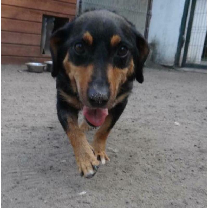 Asielhonden op zoek naar een nieuw thuis