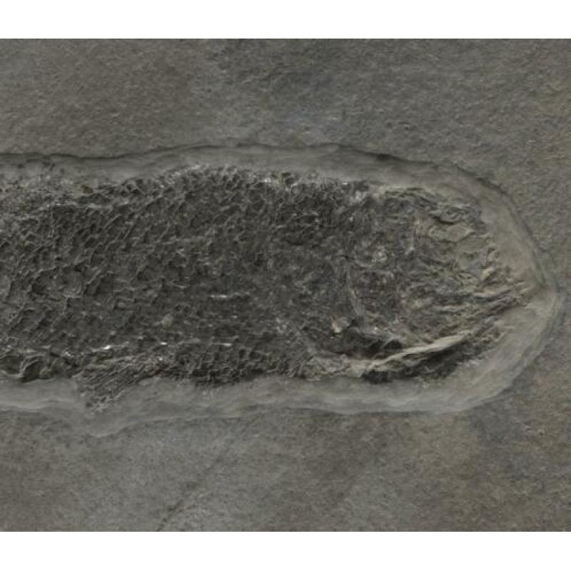 Pracht kompleet fossiel van een Paramblypterus