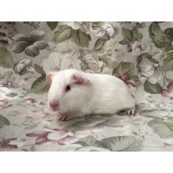 Jonge gladhaar cavia’s - wit rood oog/donker oog