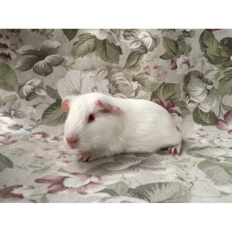 Jonge gladhaar cavia’s - wit rood oog/donker oog