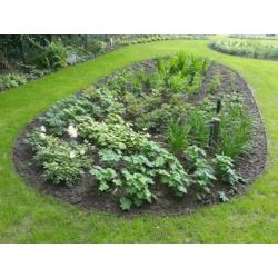 Cortenstaal Tuinrand 25cm (Borderrand / Strip)