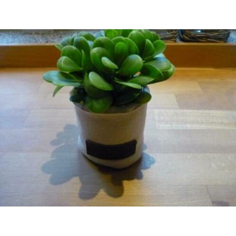 Nieuw: leuk imitatie vetplantje in stoffen potje