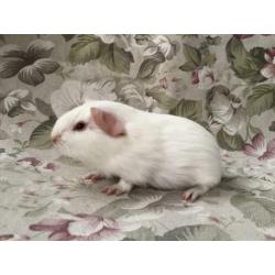 Jonge gladhaar cavia’s - wit rood oog/donker oog