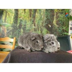 ras zuivere REX cavia zilver/goud agouti 4 wkn