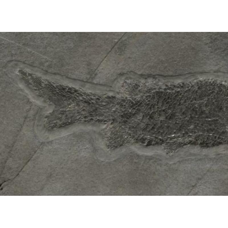 Pracht kompleet fossiel van een Paramblypterus