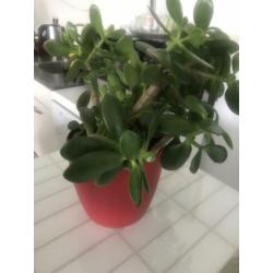 Vetplanten