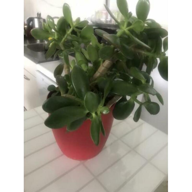 Vetplanten