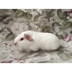 Jonge gladhaar cavia’s - wit rood oog/donker oog