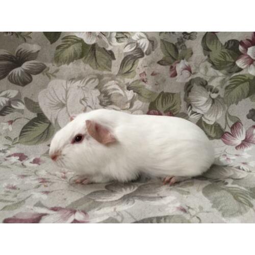Jonge gladhaar cavia’s - wit rood oog/donker oog