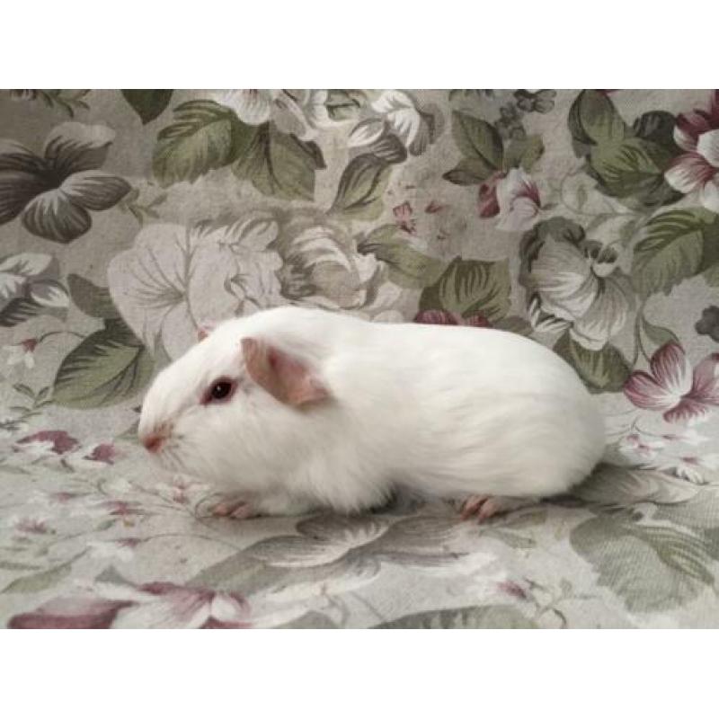 Jonge gladhaar cavia’s - wit rood oog/donker oog