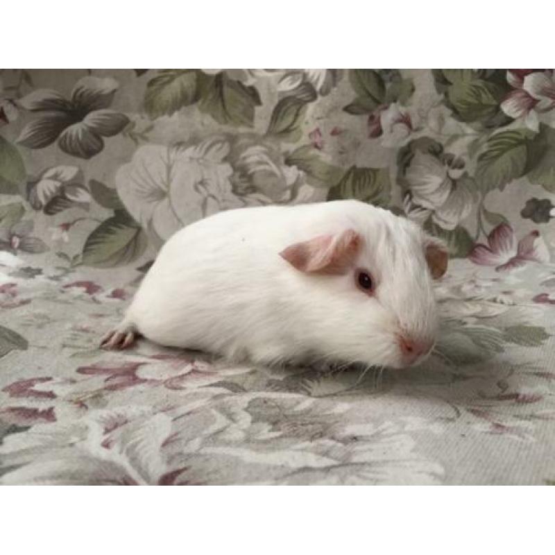 Jonge gladhaar cavia’s - wit rood oog/donker oog