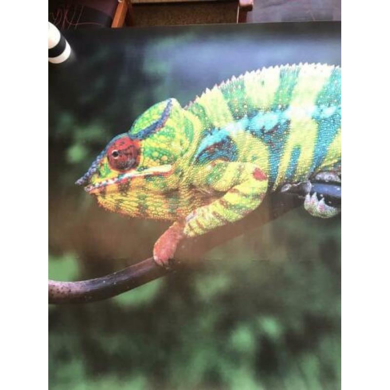 Mooie (behang)poster Kameleon (100x145 cm)