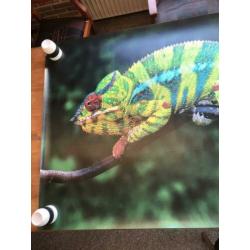 Mooie (behang)poster Kameleon (100x145 cm)