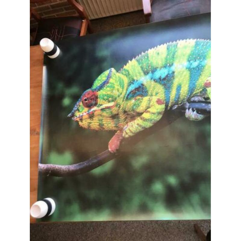 Mooie (behang)poster Kameleon (100x145 cm)