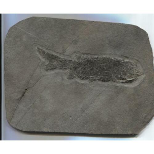 Pracht kompleet fossiel van een Paramblypterus