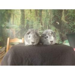ras zuivere REX cavia zilver/goud agouti 4 wkn