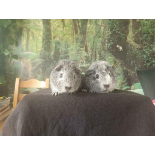ras zuivere REX cavia zilver/goud agouti 4 wkn