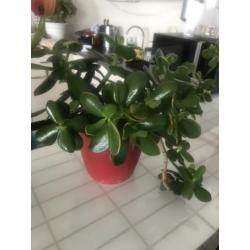 Vetplanten