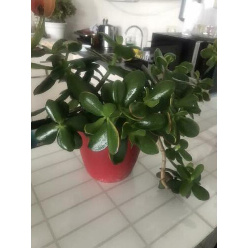 Vetplanten