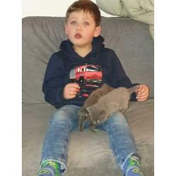 Britse korthaar kittens blauw nog 1 poesje en 1 katertje