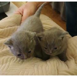 Britse korthaar kittens blauw nog 1 poesje en 1 katertje