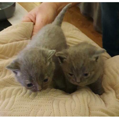 Britse korthaar kittens blauw nog 1 poesje en 1 katertje