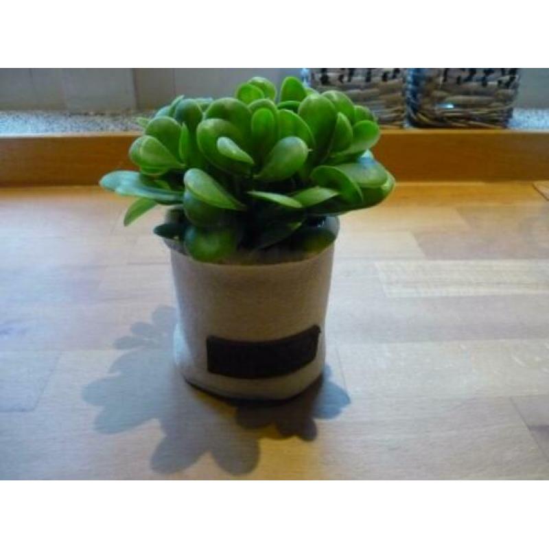 Nieuw: leuk imitatie vetplantje in stoffen potje