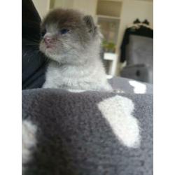 Britse korthaar kittens blauw nog 1 poesje en 1 katertje