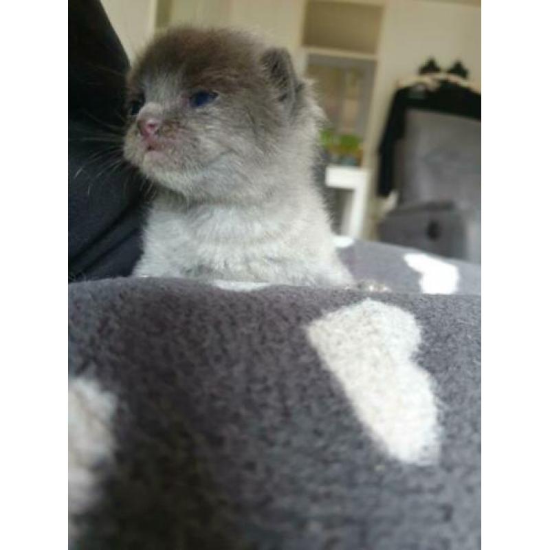 Britse korthaar kittens blauw nog 1 poesje en 1 katertje
