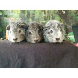 ras zuivere REX cavia zilver/goud agouti 4 wkn