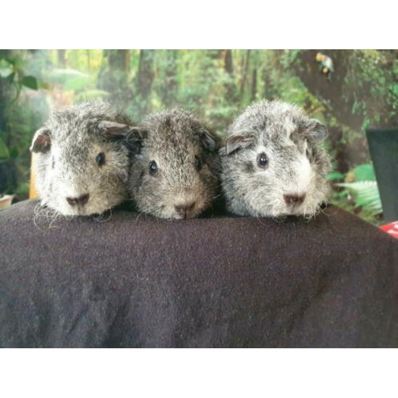 ras zuivere REX cavia zilver/goud agouti 4 wkn