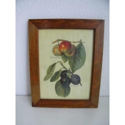 Schilderij De Mille Fruit