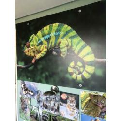 Mooie (behang)poster Kameleon (100x145 cm)
