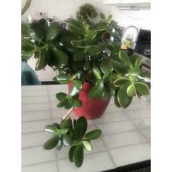 Vetplanten