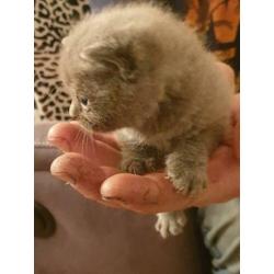 Britse korthaar kittens blauw nog 1 poesje en 1 katertje