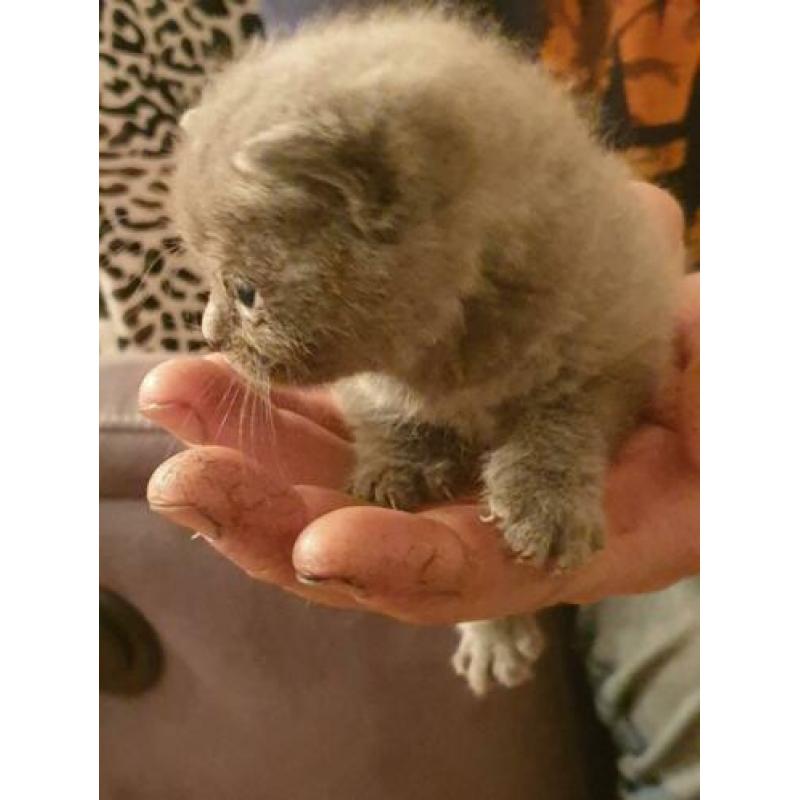 Britse korthaar kittens blauw nog 1 poesje en 1 katertje