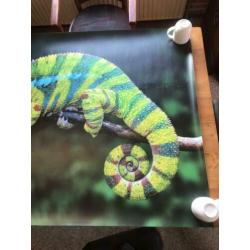 Mooie (behang)poster Kameleon (100x145 cm)
