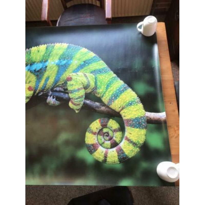 Mooie (behang)poster Kameleon (100x145 cm)