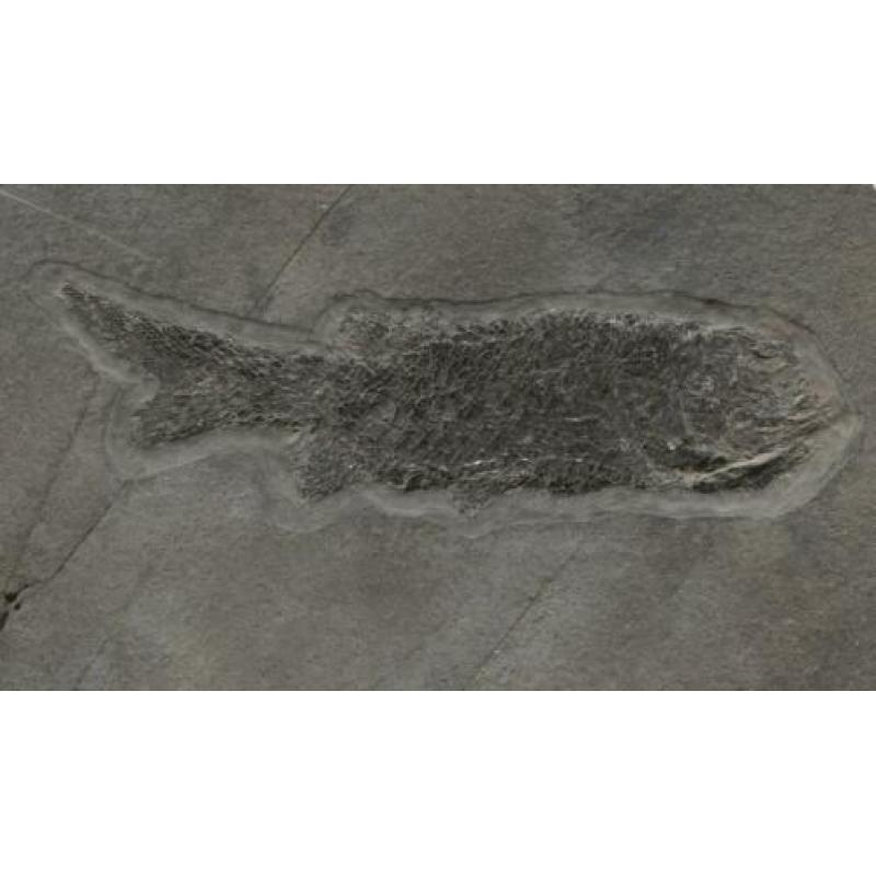 Pracht kompleet fossiel van een Paramblypterus