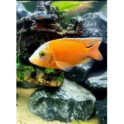 Fire Fish Cichlide