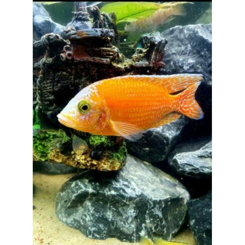 Fire Fish Cichlide